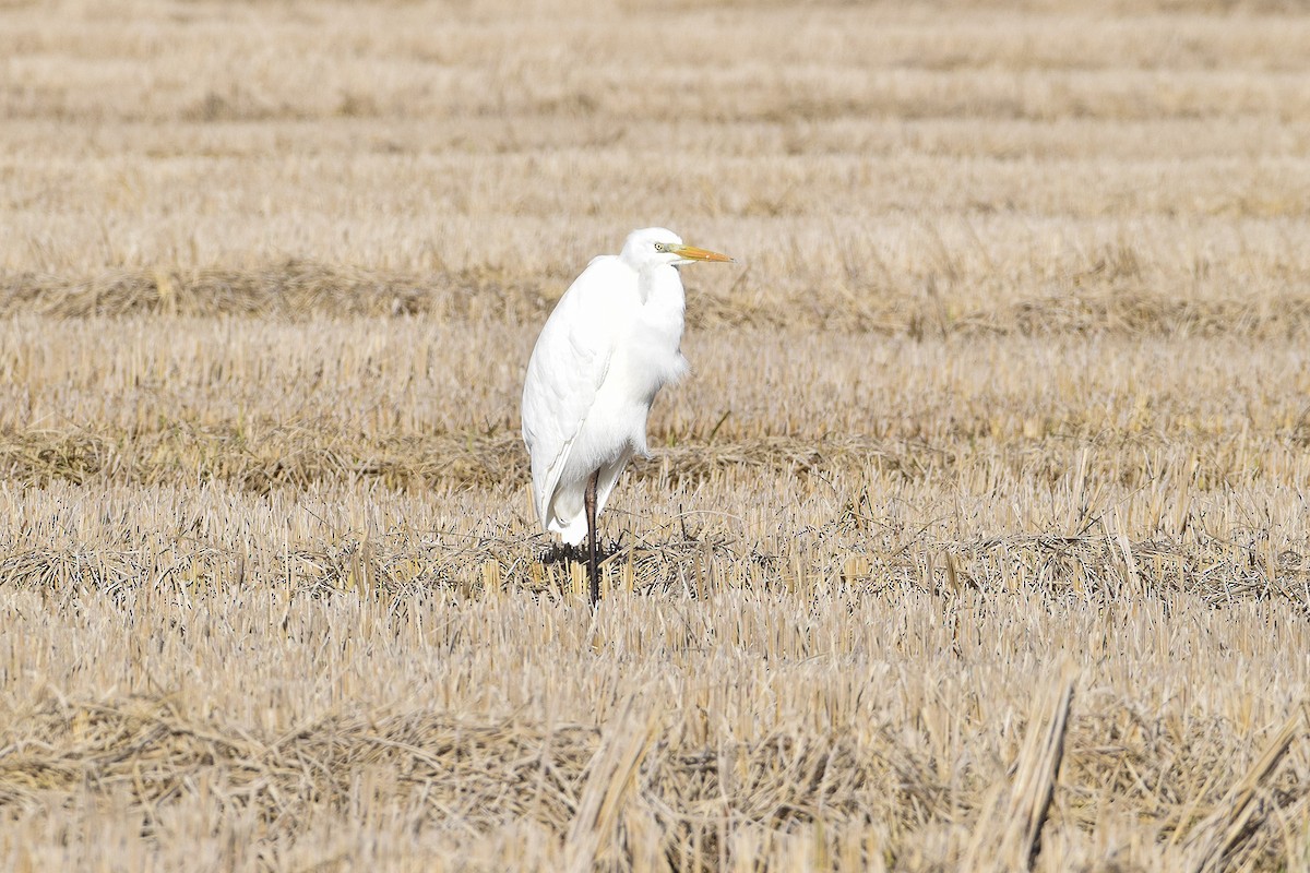 Great Egret - ML628666631