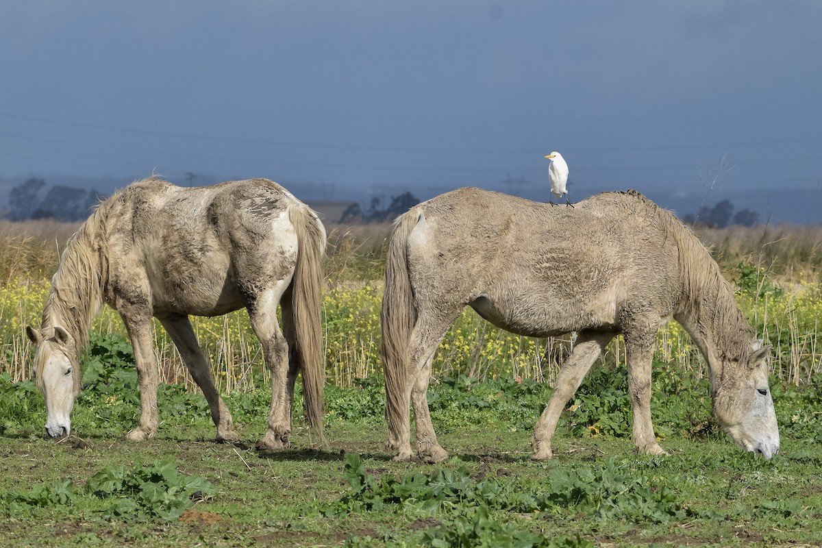 Western Cattle-Egret - ML628666636