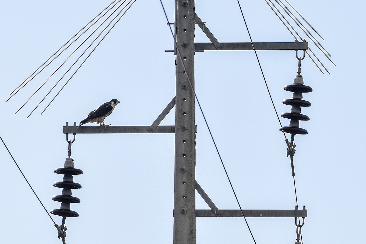 Peregrine Falcon - ML628666674