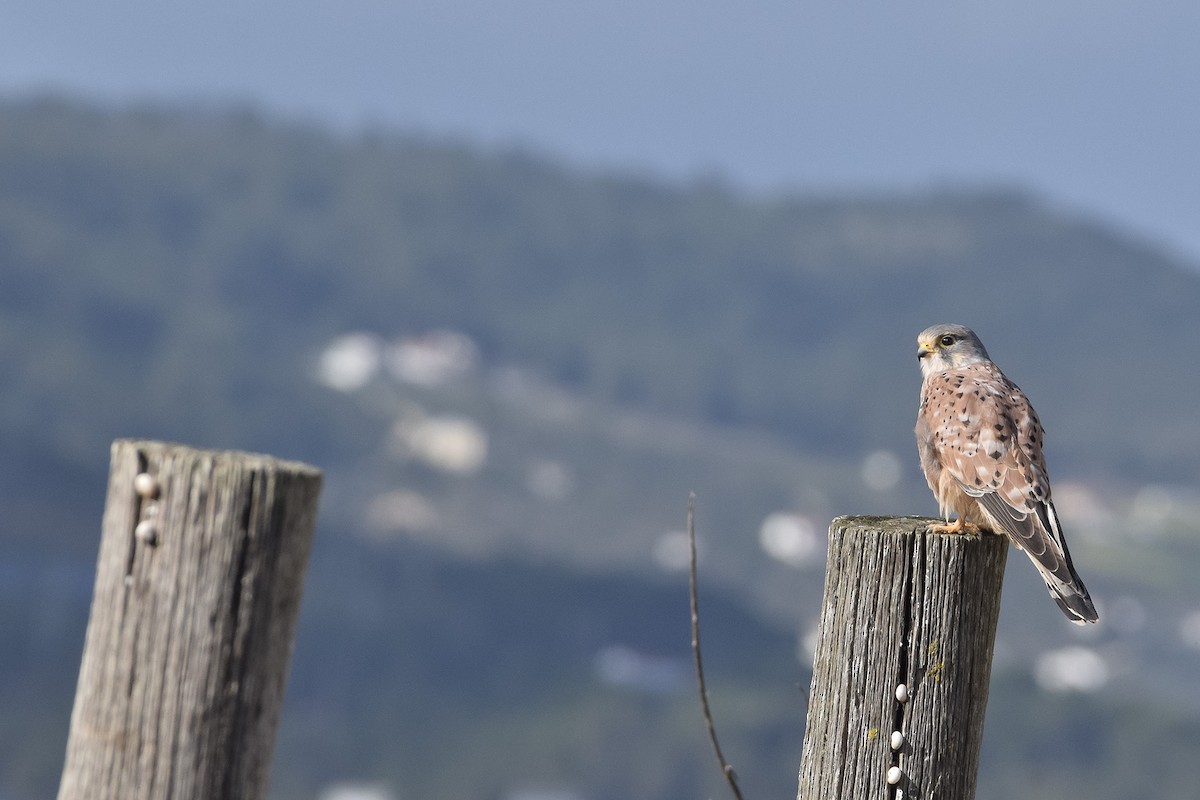Eurasian Kestrel - ML628666692
