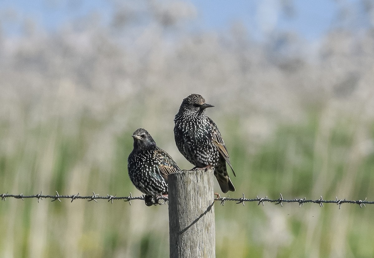 European Starling - ML628666703