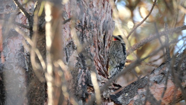 Yellow-bellied Sapsucker - ML628666776