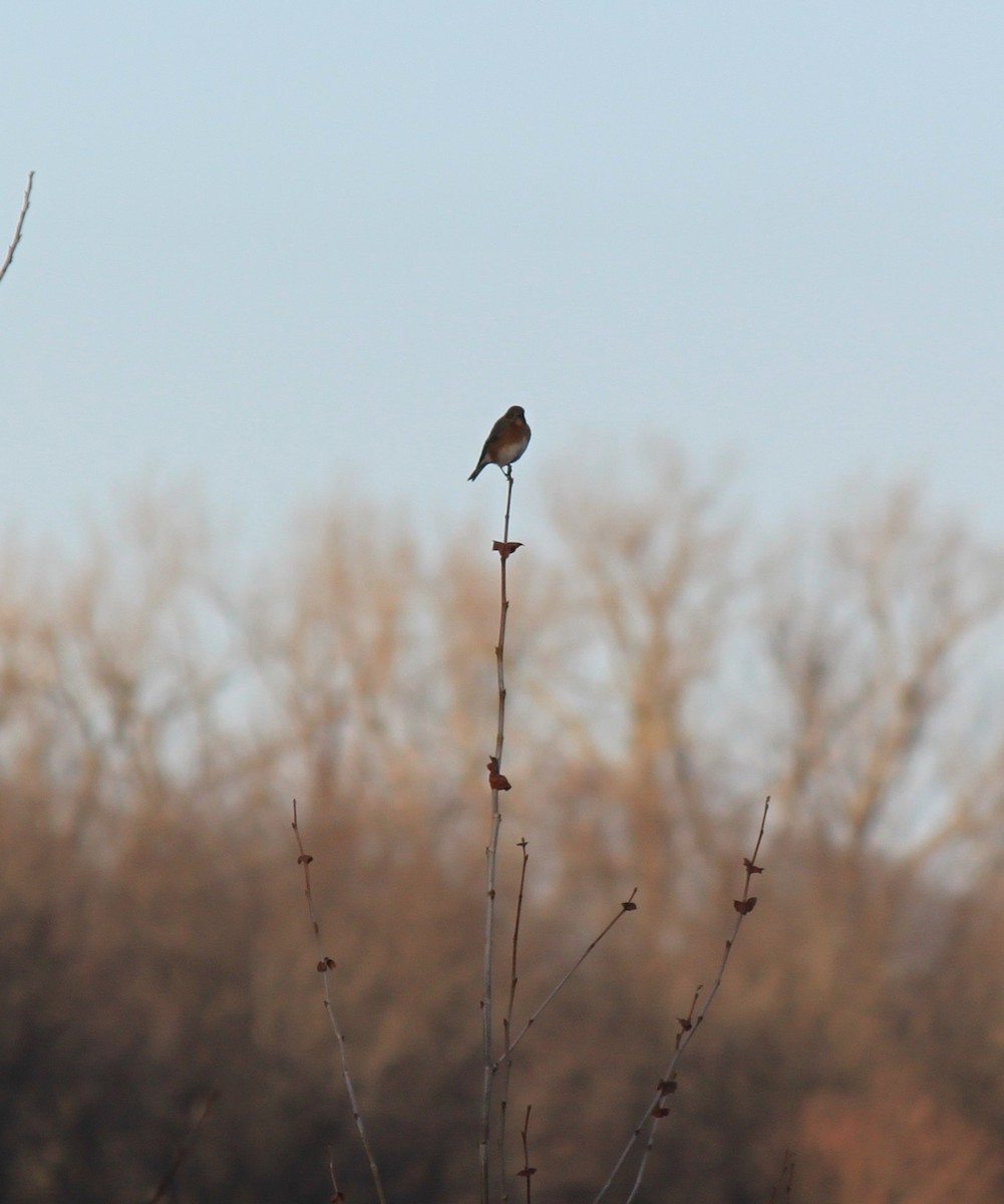 Eastern Bluebird - ML628666800