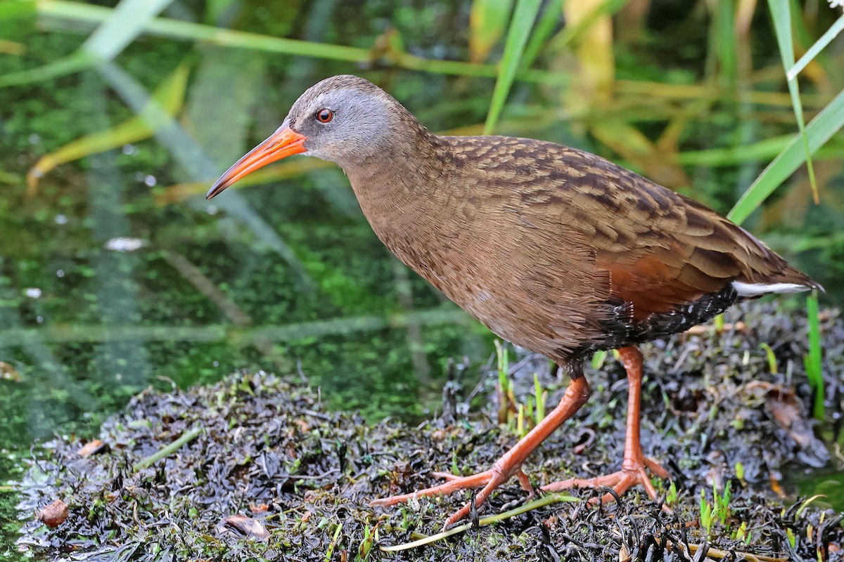 Ecuadorian Rail - ML628666821