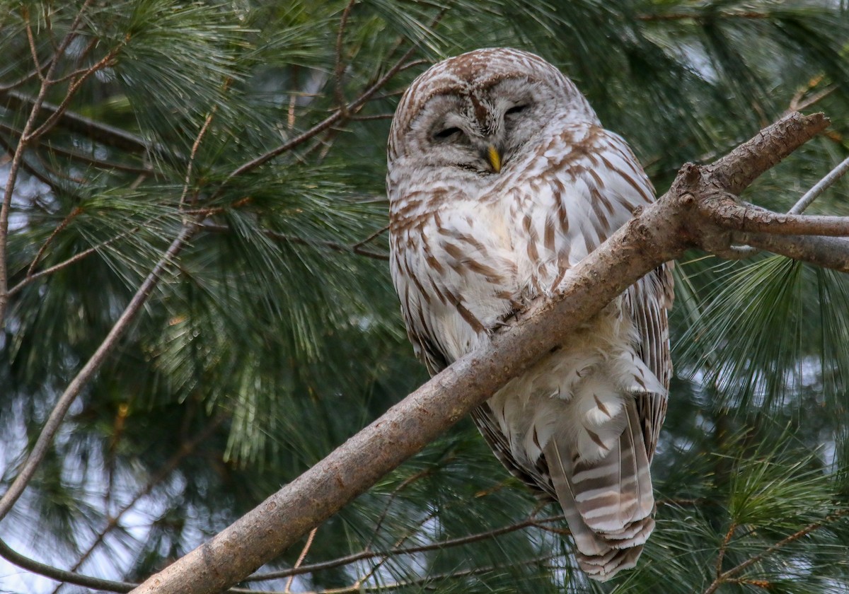 Barred Owl - ML628666853