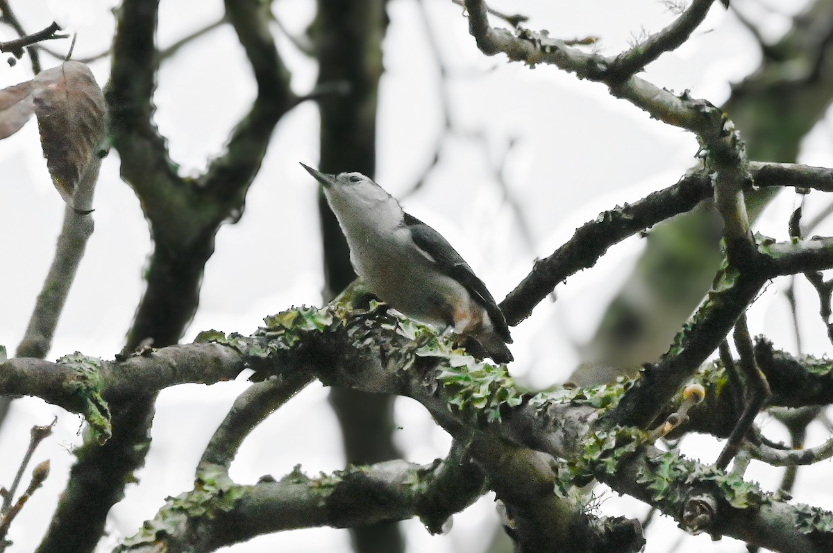 White-breasted Nuthatch - ML628666930