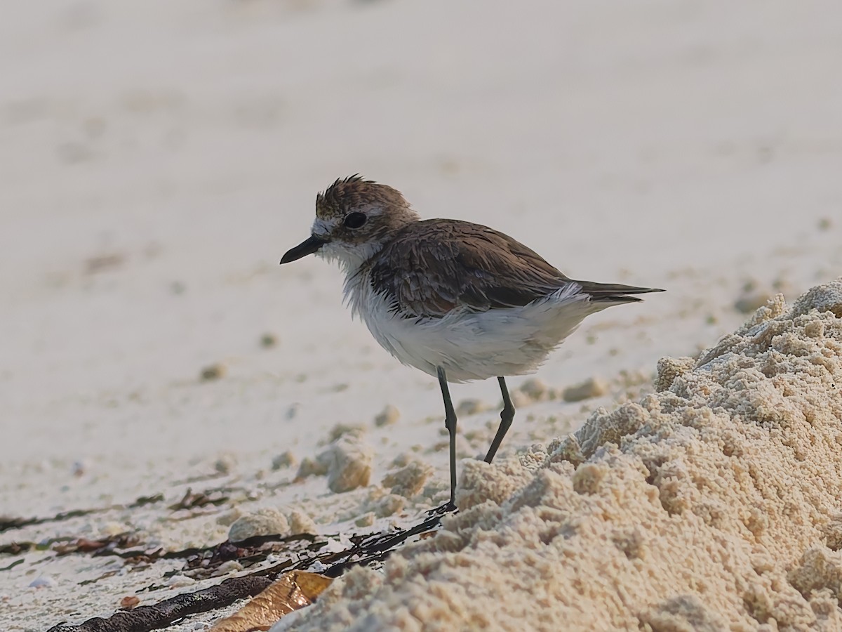 Tibetan Sand-Plover - ML628667114