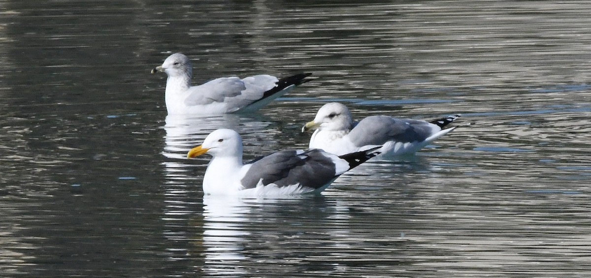 Western Gull - ML628667279