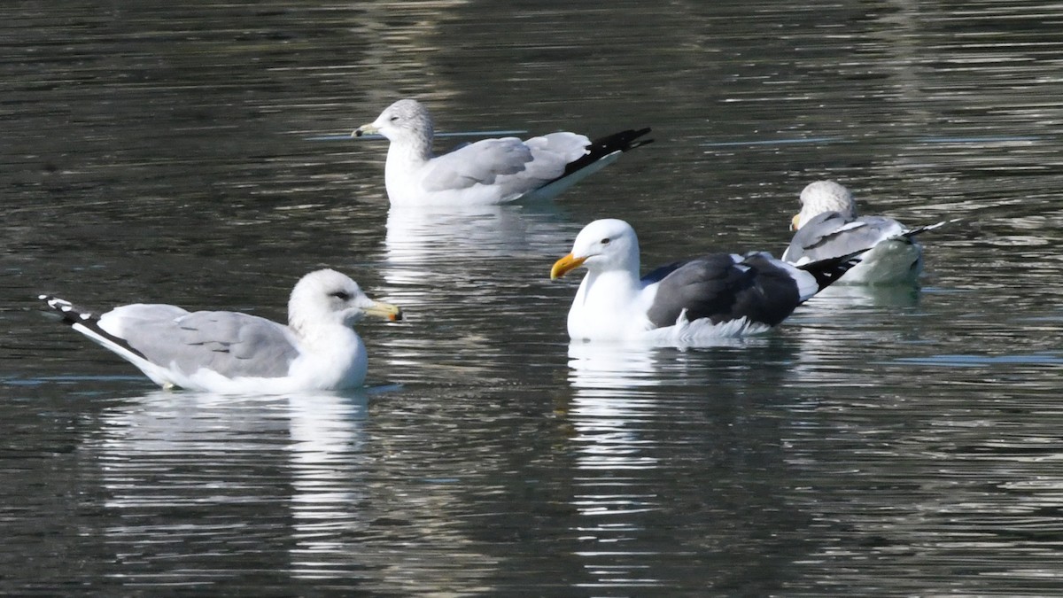 Western Gull - ML628667280