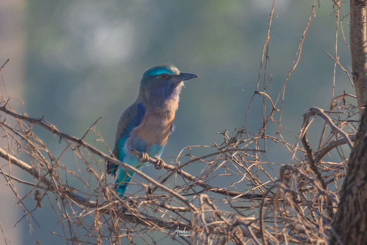 Indian/Indochinese Roller - ML628667319