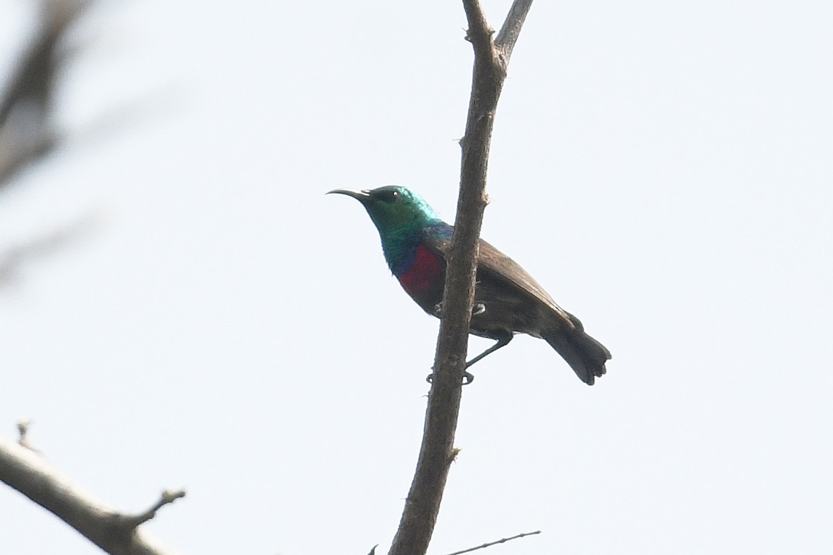 Neergaard's Sunbird - ML628667324