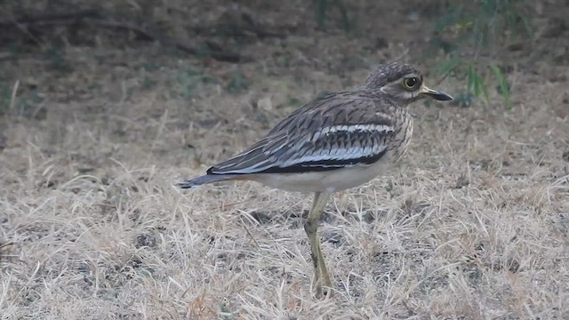 Indian Thick-knee - ML628667361