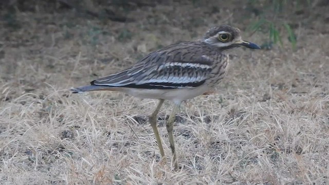Indian Thick-knee - ML628667362