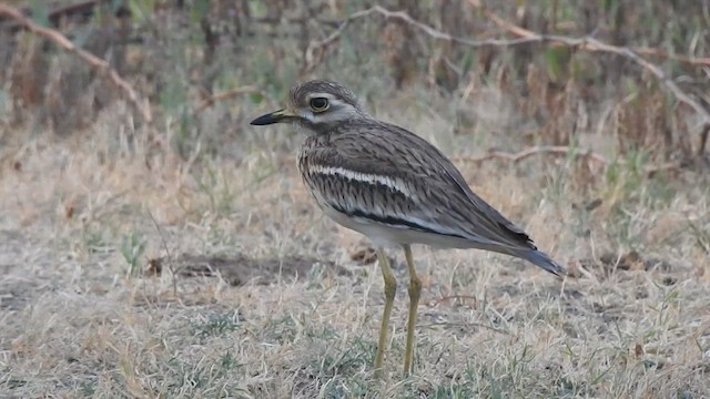 Indian Thick-knee - ML628667363