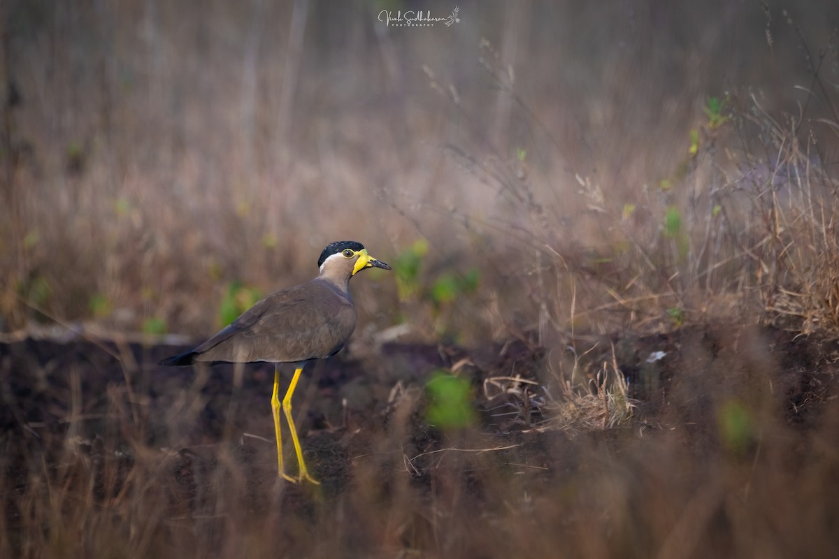 Yellow-wattled Lapwing - ML628667477