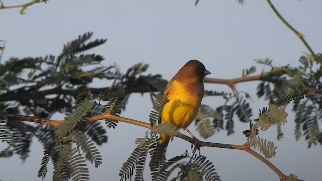 チャキンチョウ - ML628667507