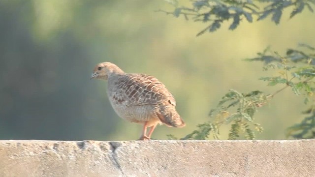 Gray Francolin - ML628667577
