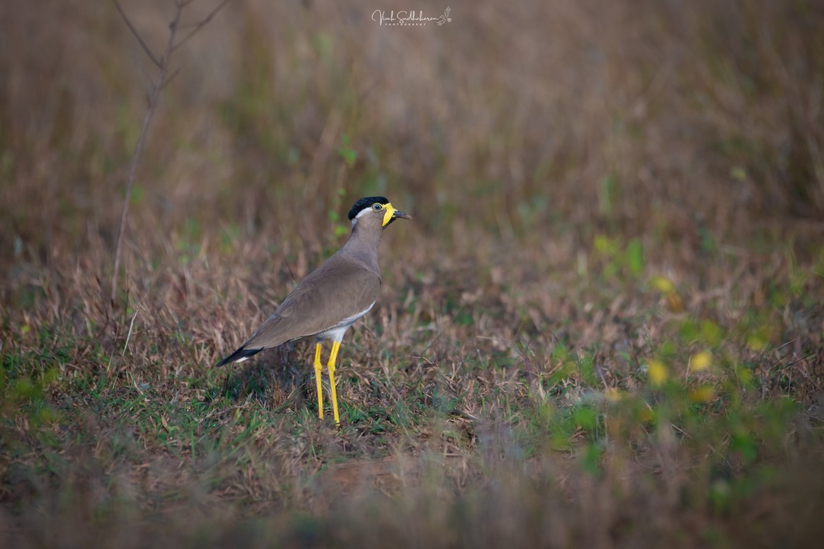 Yellow-wattled Lapwing - ML628667608
