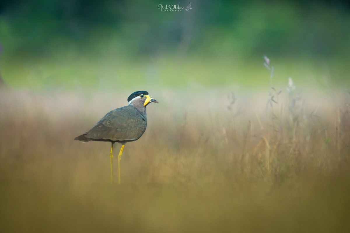 Yellow-wattled Lapwing - ML628667609