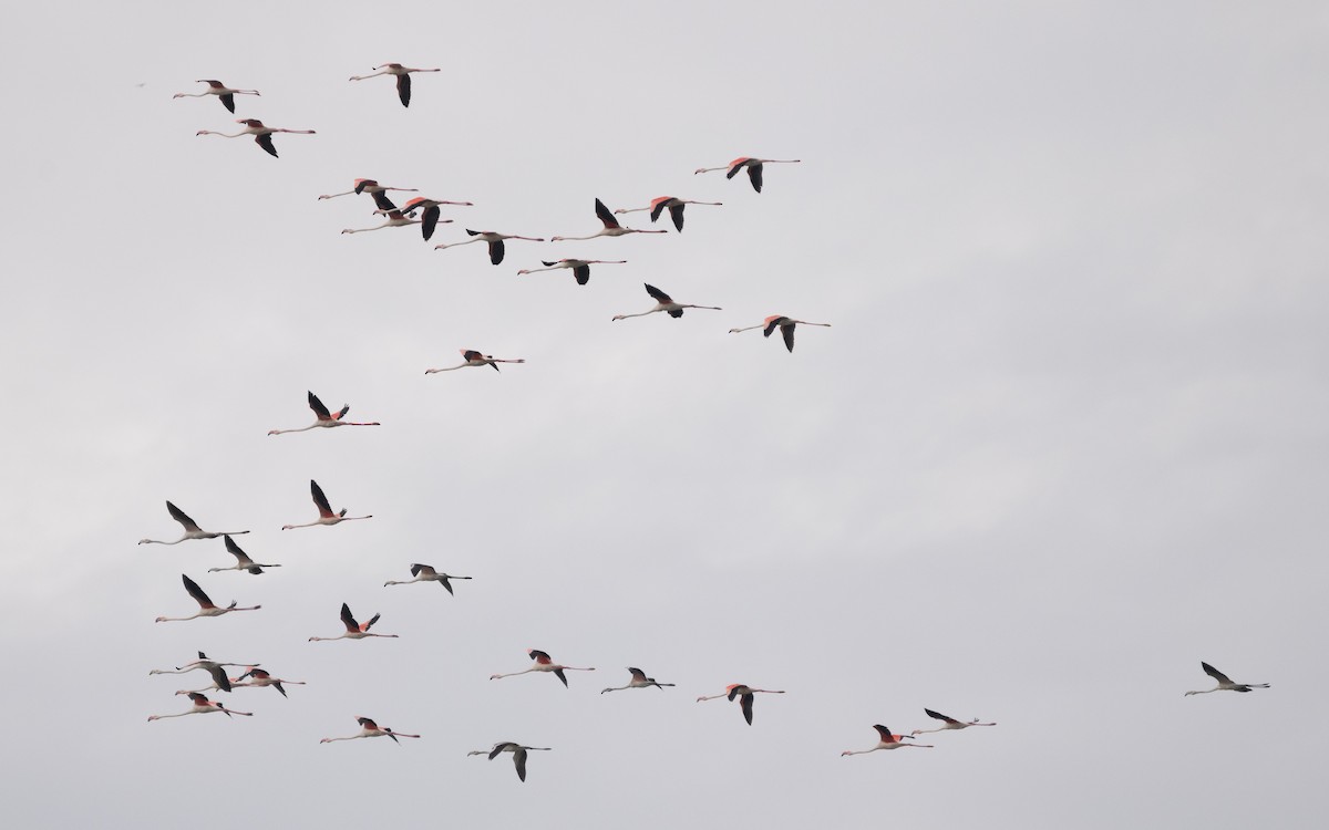 Greater Flamingo - ML628667753