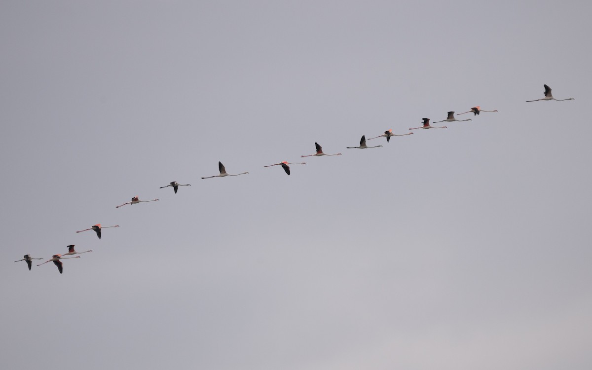 Greater Flamingo - ML628667754