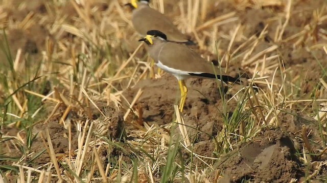 キトサカゲリ - ML628667780