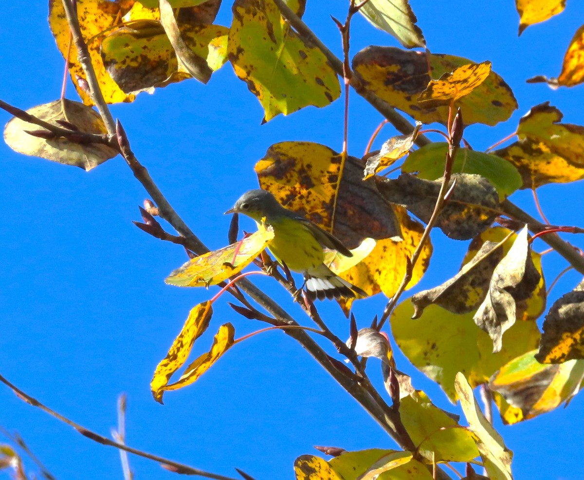 Magnolia Warbler - ML628667822