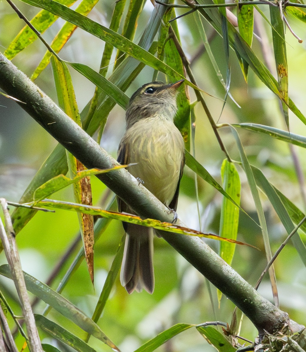 Fork-tailed Pygmy-Tyrant - ML628668197