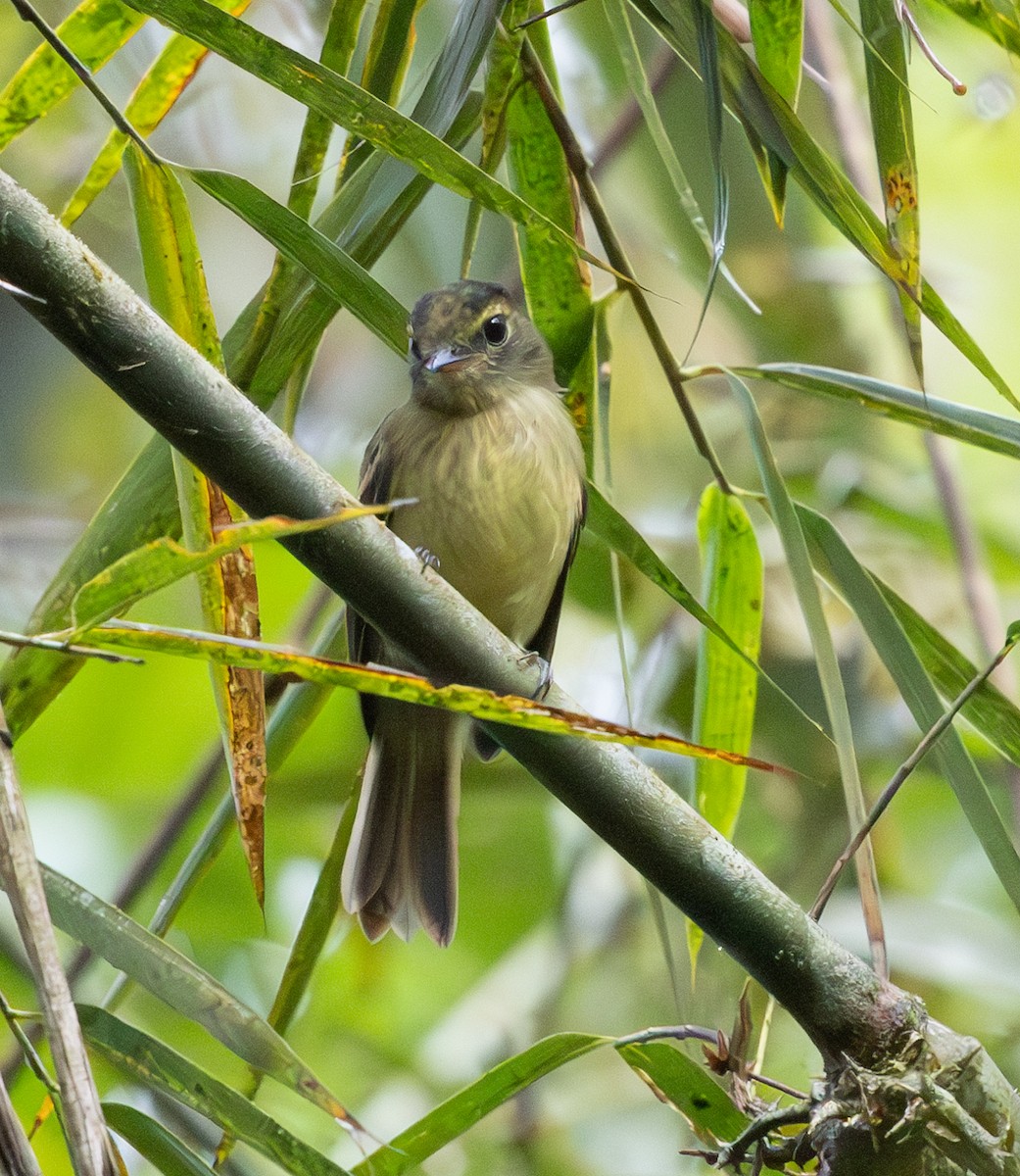 Fork-tailed Pygmy-Tyrant - ML628668200