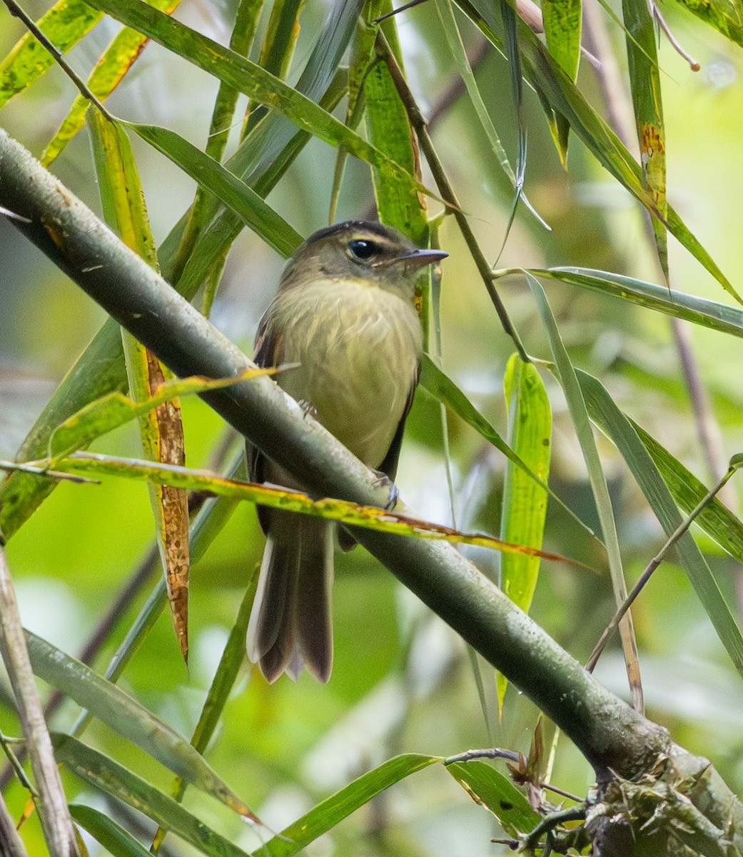 Fork-tailed Pygmy-Tyrant - ML628668201