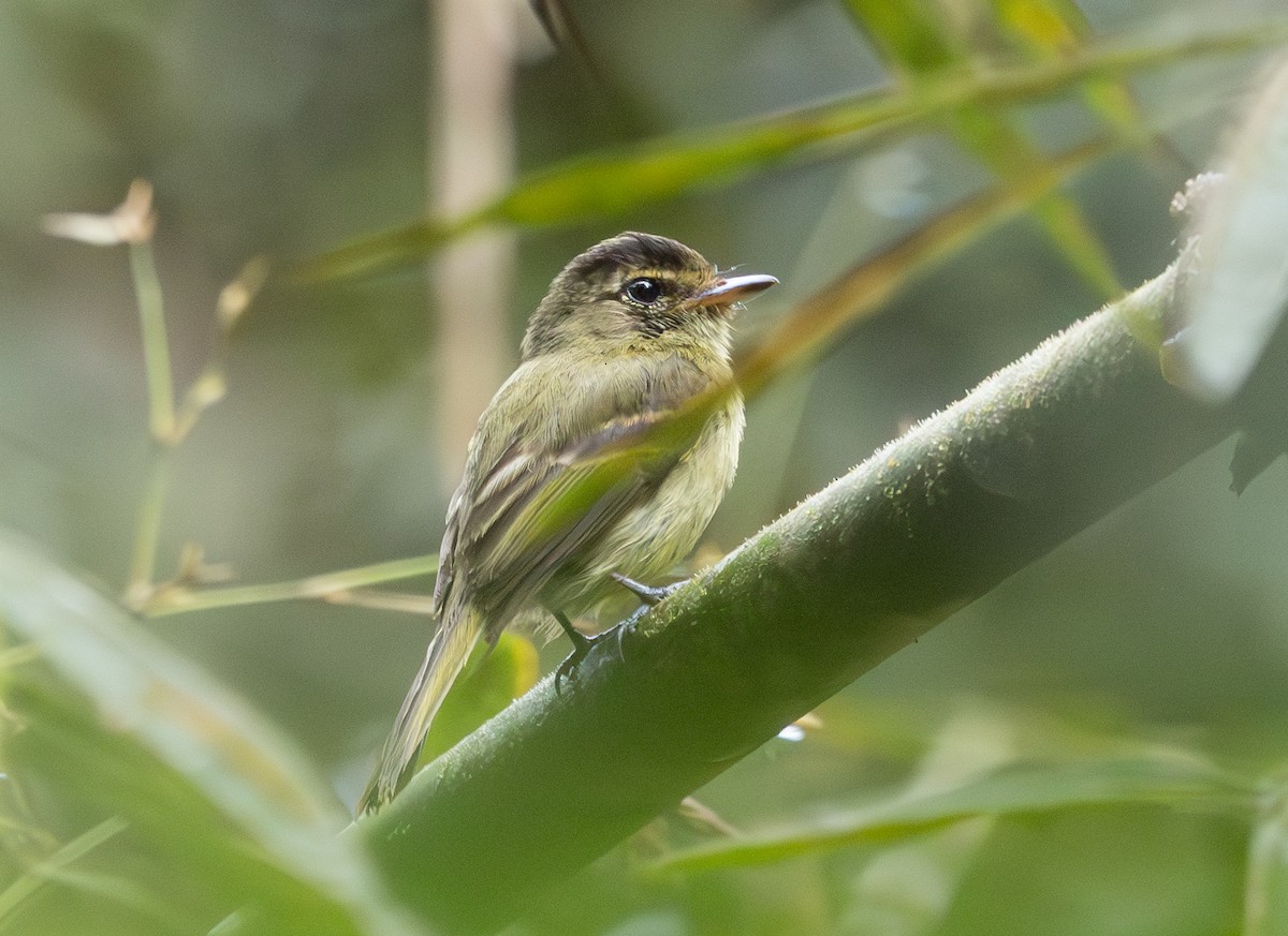 Fork-tailed Pygmy-Tyrant - ML628668203