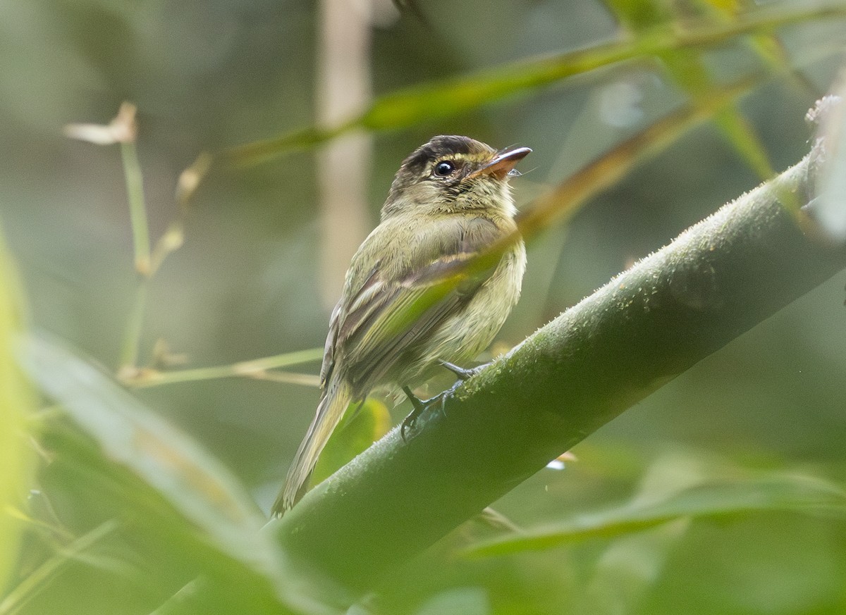 Fork-tailed Pygmy-Tyrant - ML628668205