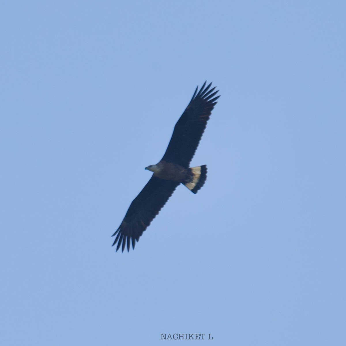 Bindenseeadler - ML628668281