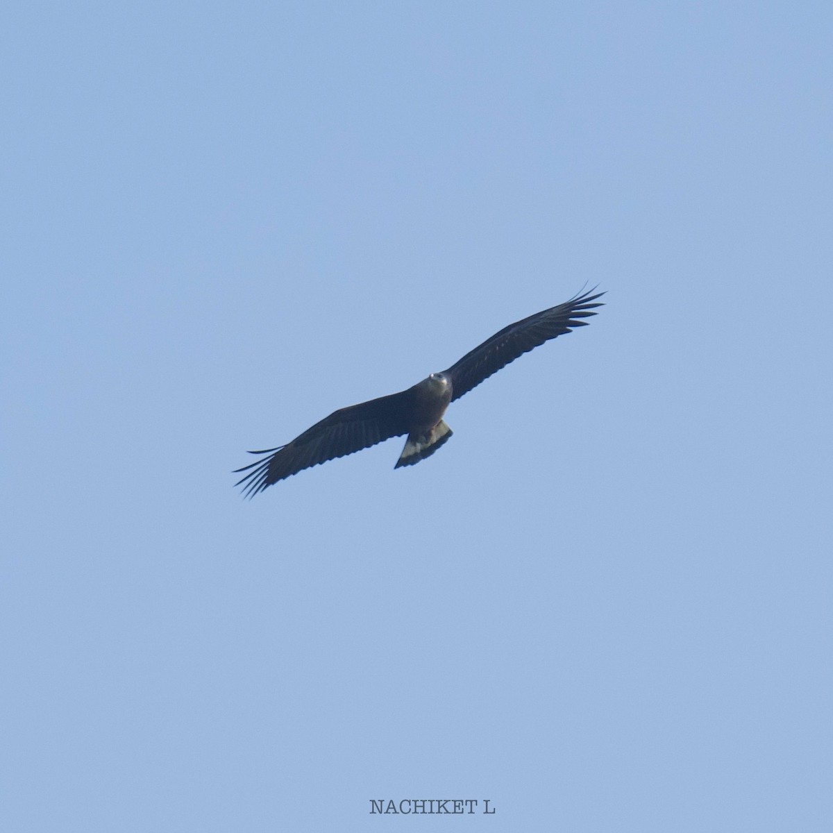 Bindenseeadler - ML628668282