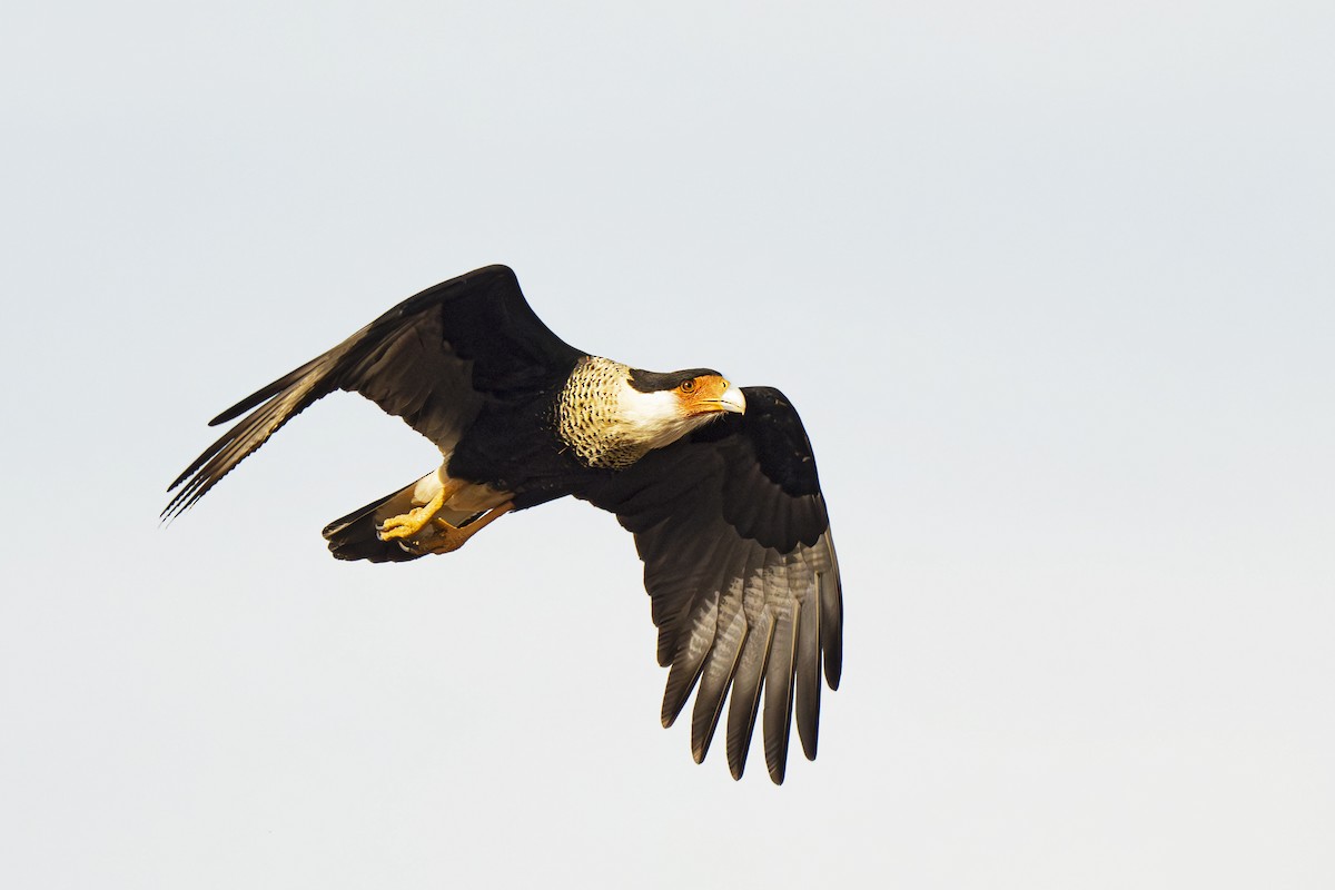 Crested Caracara - ML628668413