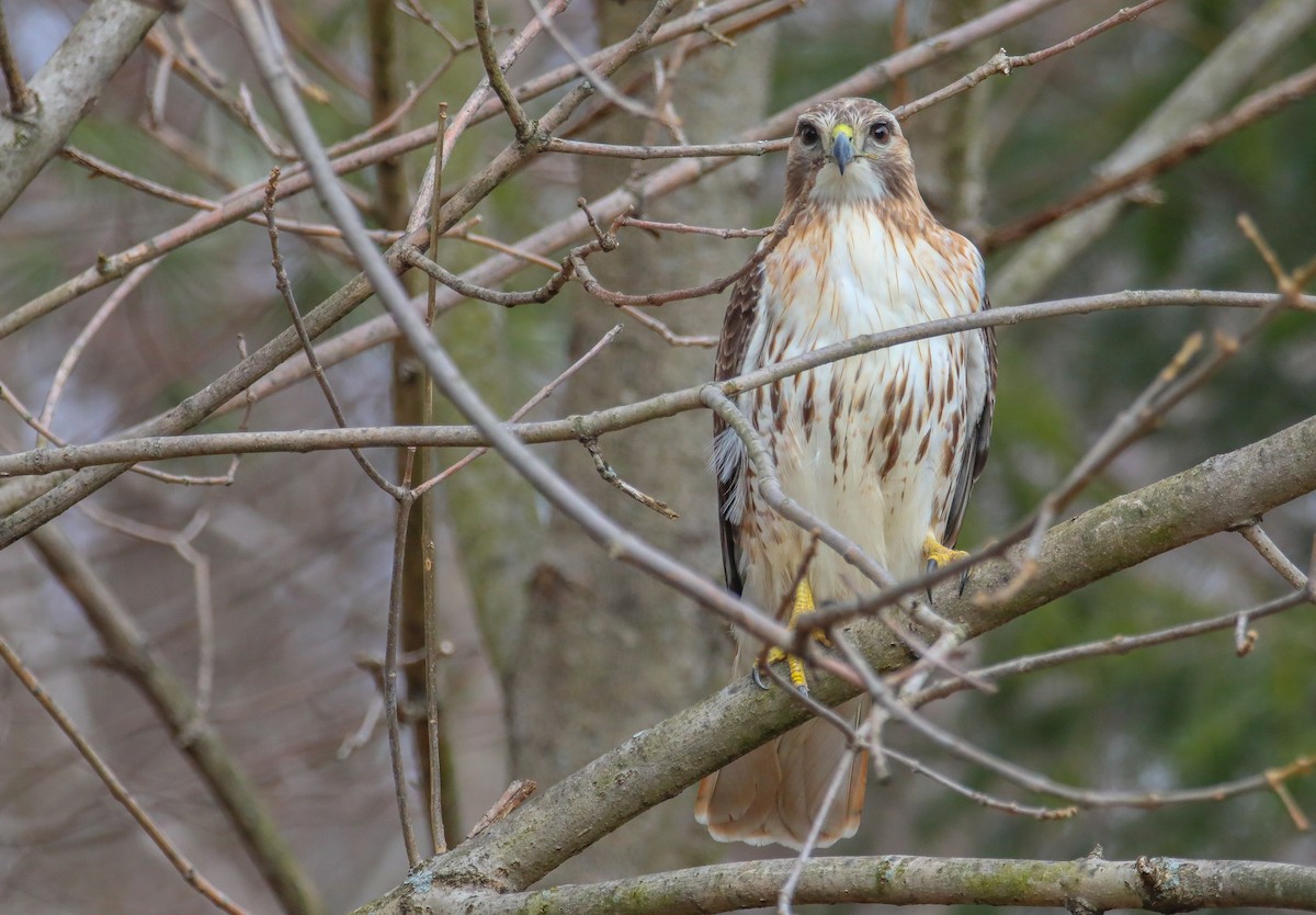 Red-tailed Hawk - ML628668502