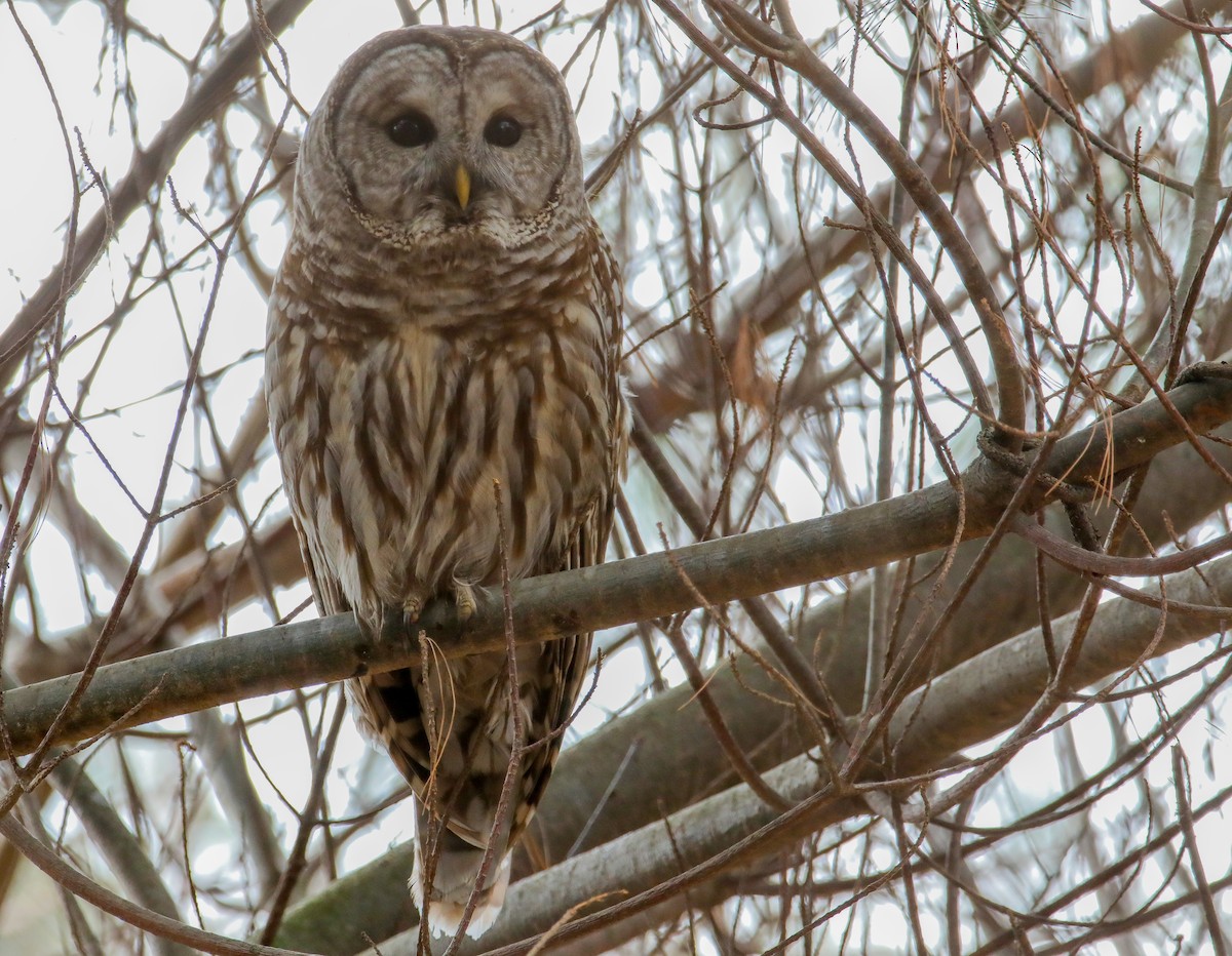 Barred Owl - ML628668508
