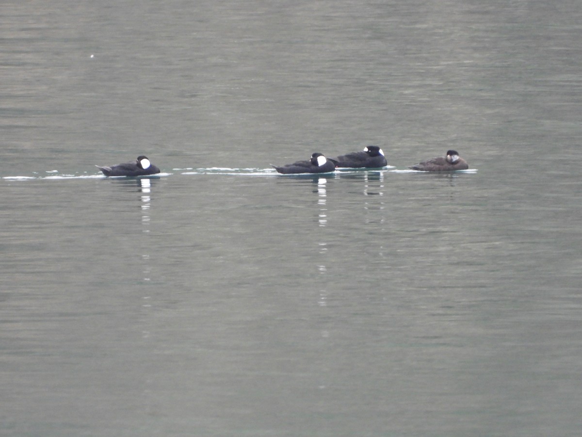 Surf Scoter - ML628668588