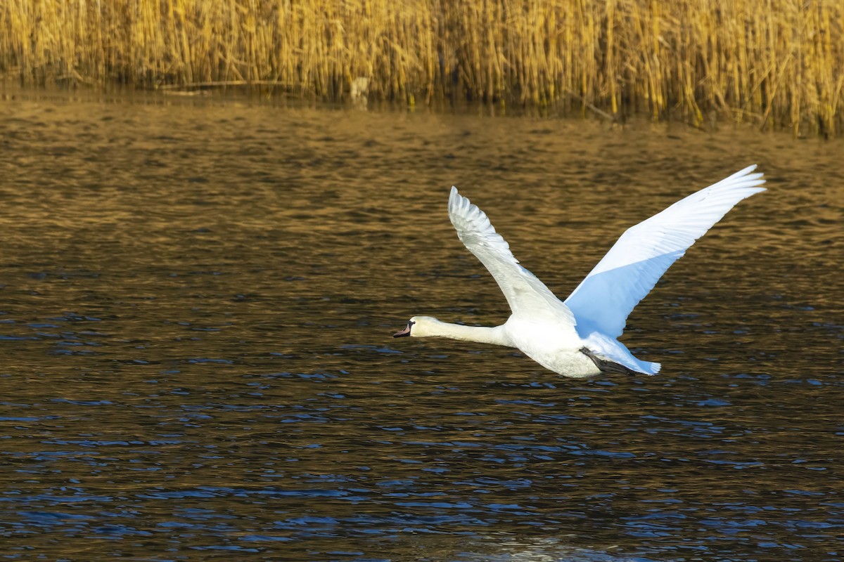 Mute Swan - ML628668730