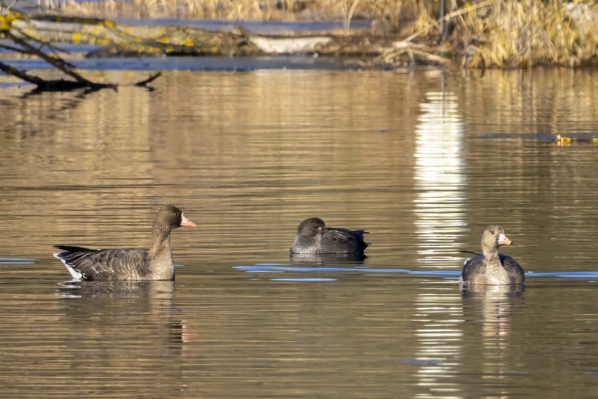 Greater White-fronted Goose - ML628668765