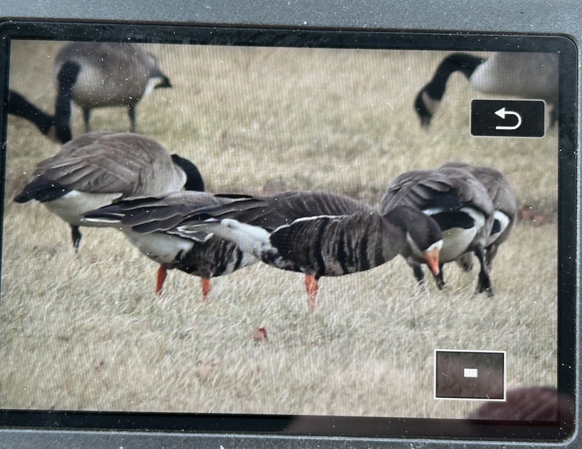Greater White-fronted Goose - ML628668898