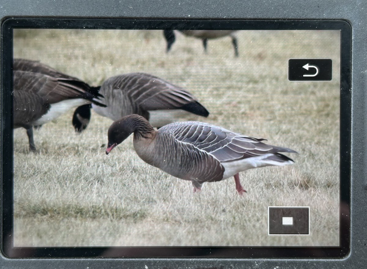 Pink-footed Goose - ML628668919
