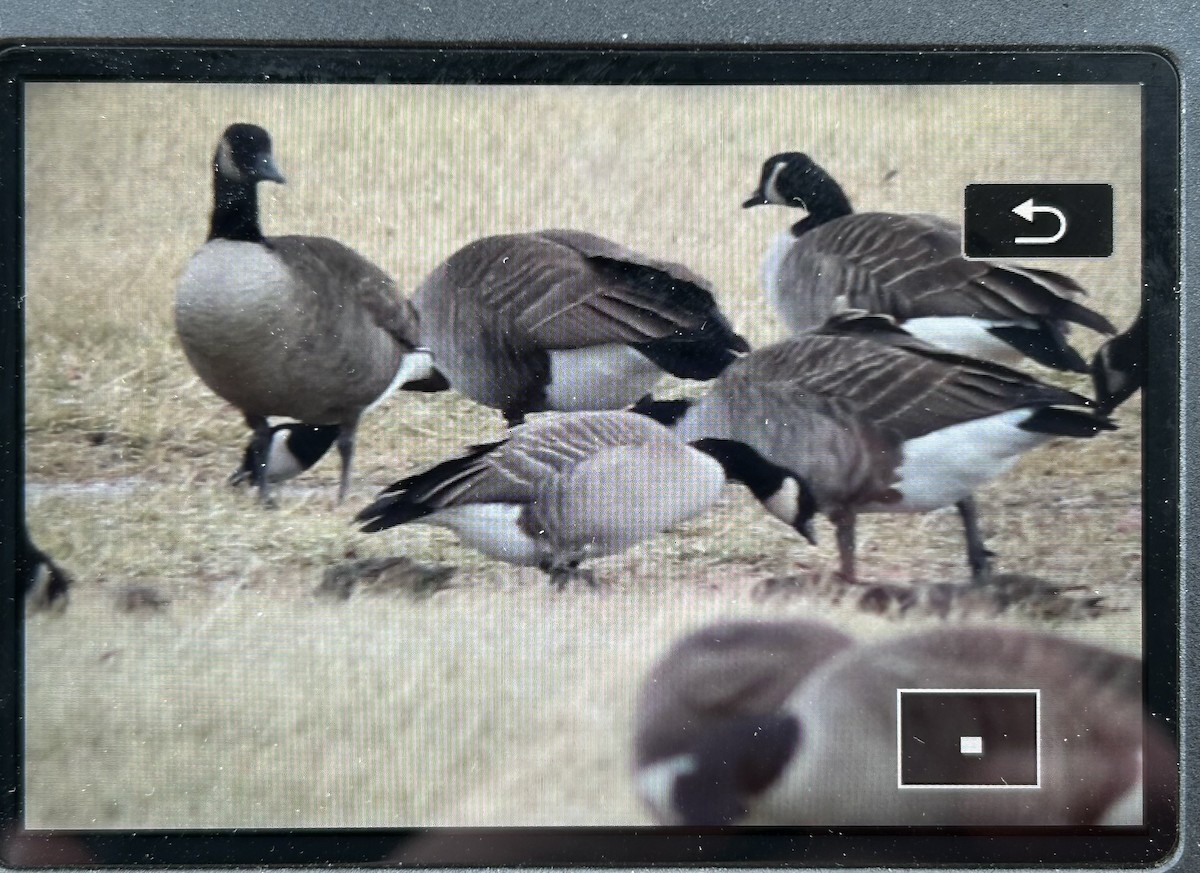 Cackling Goose - ML628668924