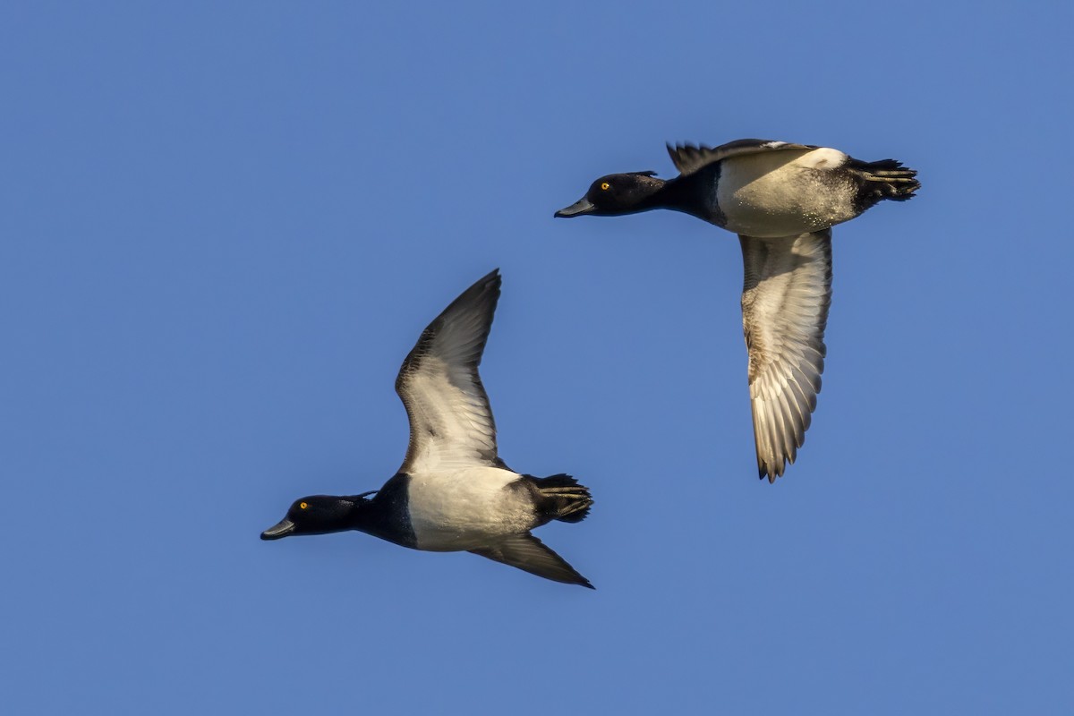 Tufted Duck - ML628669021