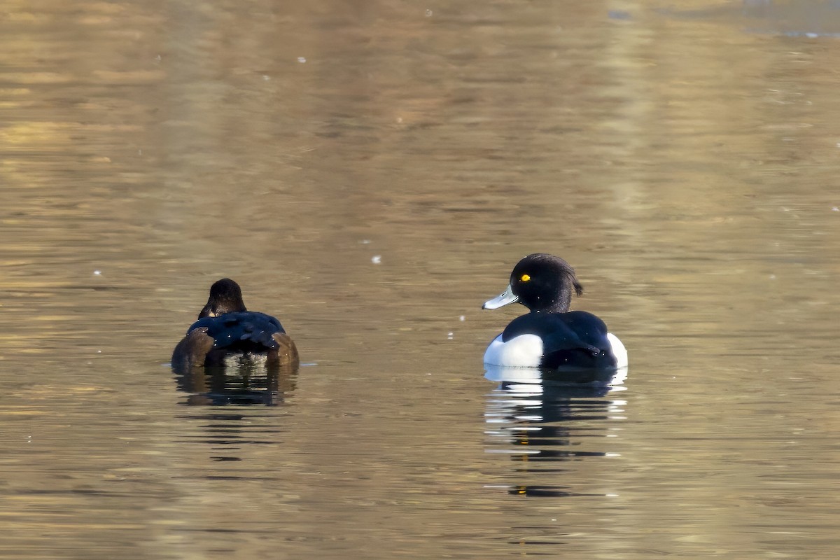 Tufted Duck - ML628669022