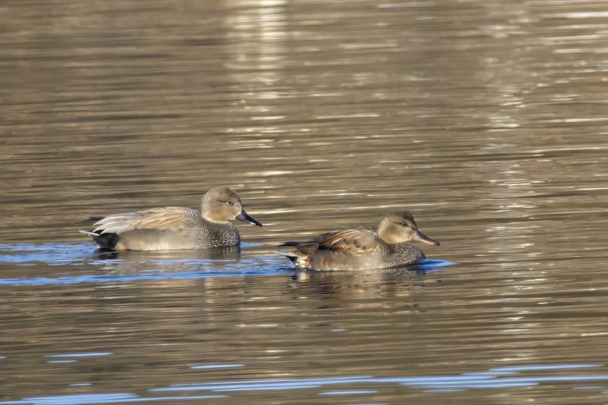 Gadwall - ML628669030