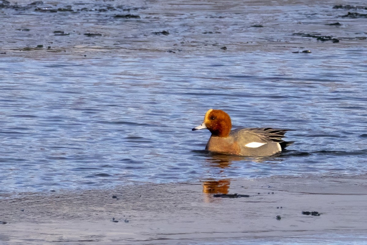 Eurasian Wigeon - ML628669042
