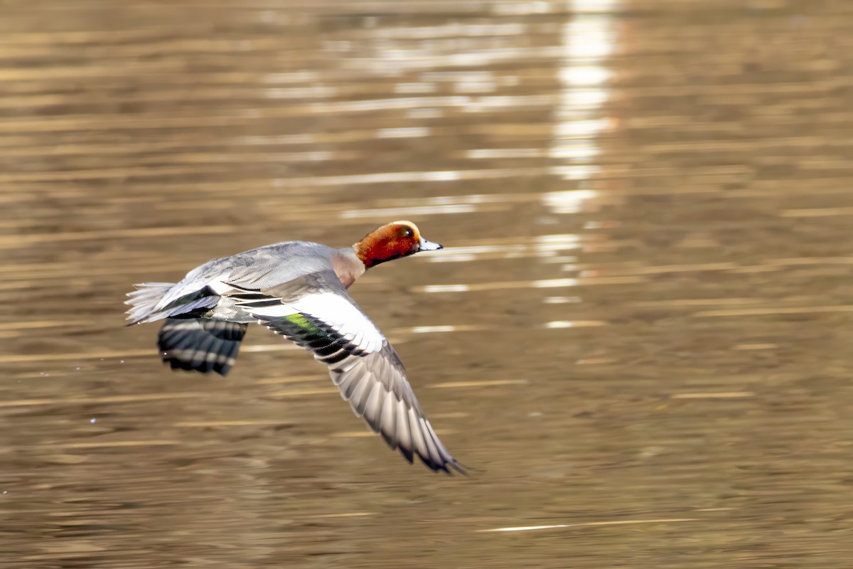 Eurasian Wigeon - ML628669043