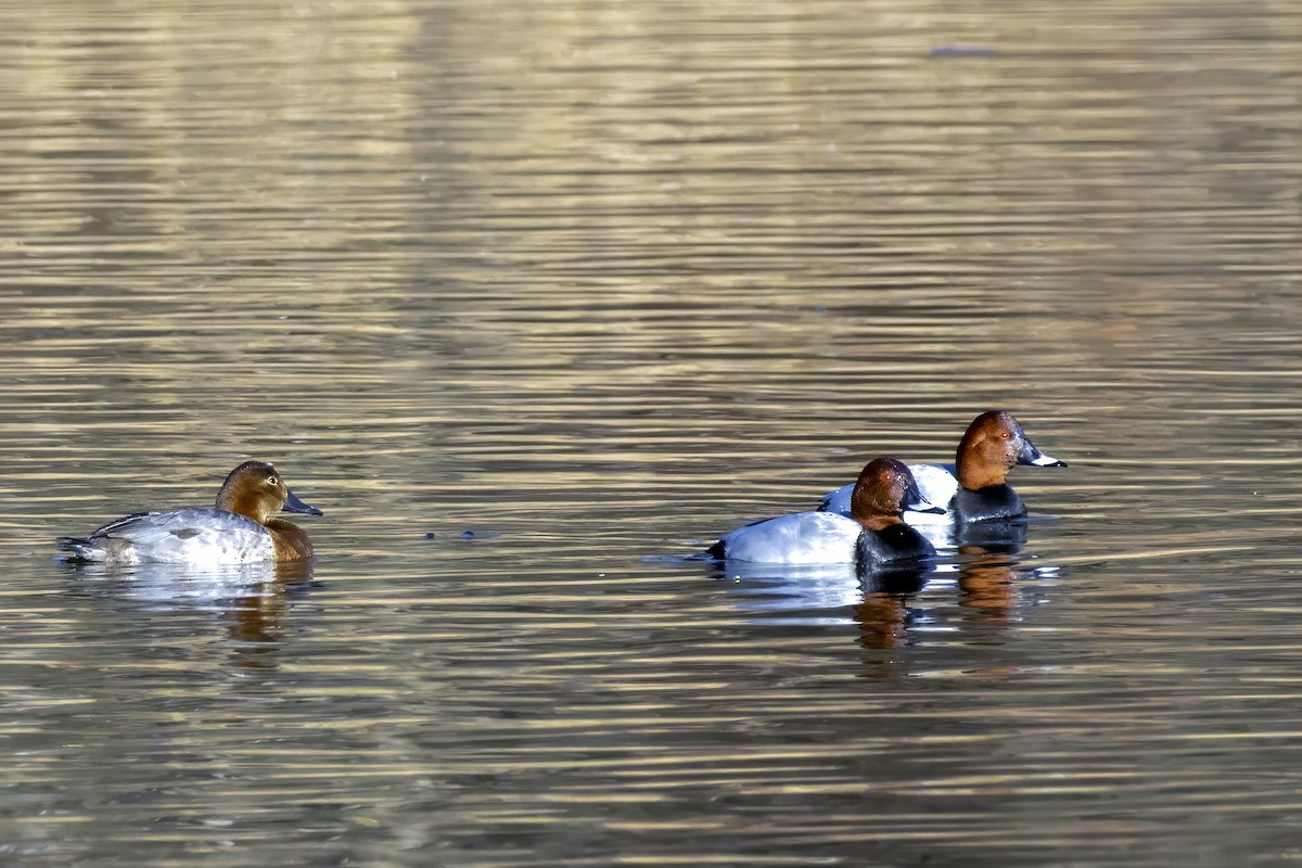 Common Pochard - ML628669047