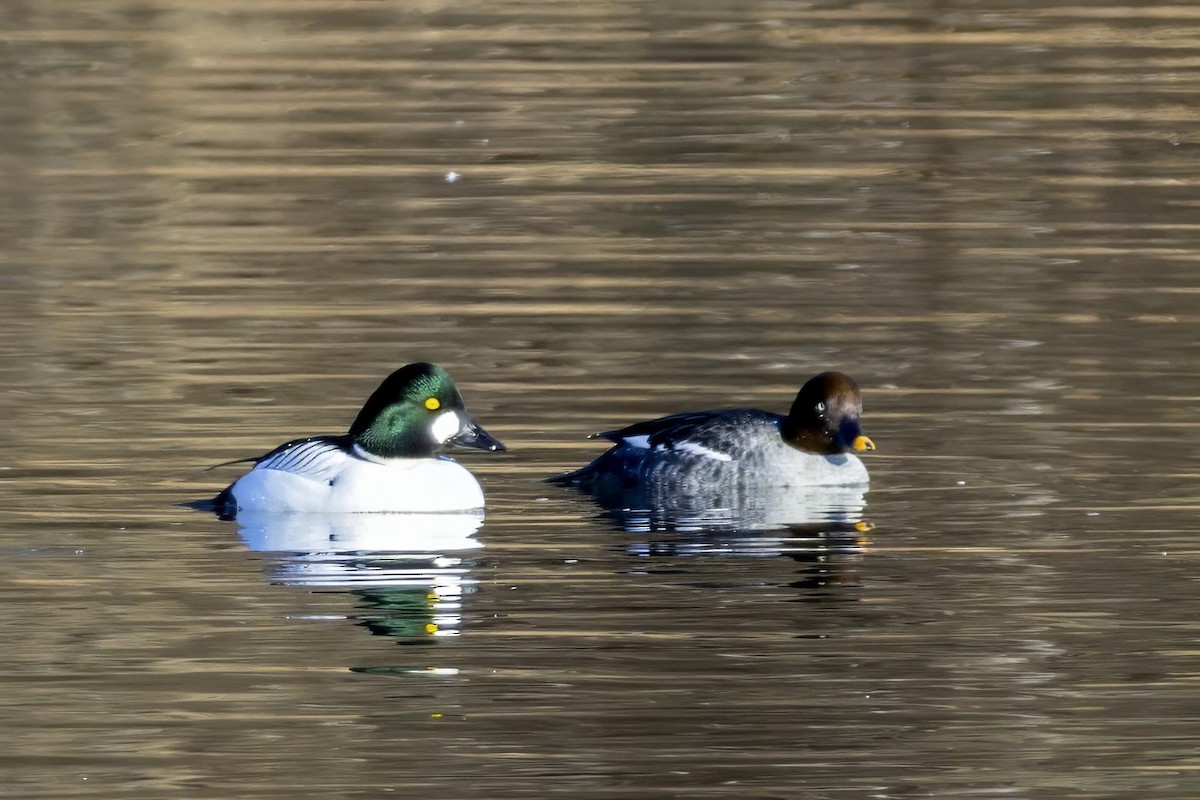Common Goldeneye - ML628669059
